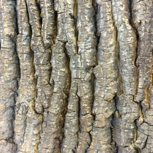 Poplar Bark panels by NeverWood